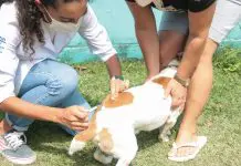 Saquarema vacina cães e gatos contra raiva até 10 de novembro