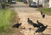 Moradores denunciam mortes de animais em Itaperuna