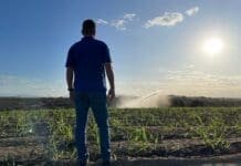 Nova Canabrava bate recorde em área irrigada na safra 2022-2023