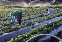 Agricultura familiar: projeto prevê padronização de produtos para comercialização