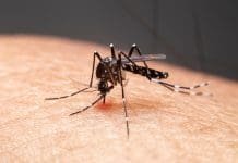 Itaperuna, Natividade e Italva registram aumento de casos de Dengue