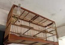 Sete pássaros silvestres são apreendidos em São Fidélis