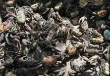 Polícia Ambiental apreende 100 caranguejos uçá em Magé