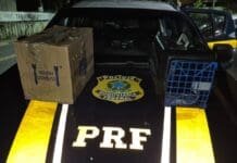 PRF prende três por tráfico de animais silvestres na Dutra