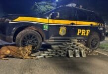 PRF apreende 50 quilos de maconha na Via Dutra em Piraí