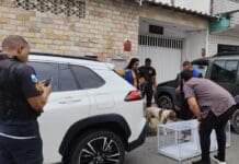 Operação Patas Seguras resgata 15 cães e prende responsável em Macaé