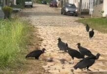 Moradores denunciam mortes de animais em Itaperuna