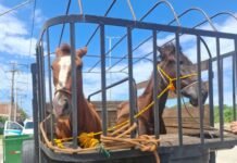 Éguas soltas são capturadas após risco em Arraial do Cabo