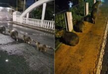 Amigos ajudam capivaras a atravessar avenida em Nova Friburgo
