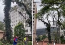 Justiça suspende corte de 38 árvores em imóvel de Teresópolis