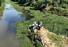 Maricá prepara ecobarreira para reter lixo no Rio Mumbuca