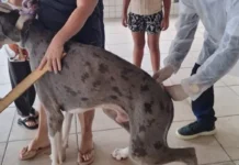 Cabo Frio imuniza 1.600 animais na Campanha de Vacinação Antirrábica