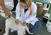 Cabo Frio vacina 6.665 cães e gatos no Dia D contra a raiva
