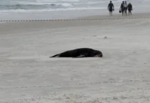 Lobo-marinho é encontrado na Praia das Dunas em Cabo Frio