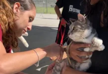 Búzios terá vacinação antirrábica para cães e gatos neste sábado (26)
