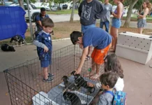 Búzios vacina 73 animais em ação do Mais que Petz