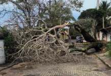 Árvore cai sobre rede elétrica e bloqueia rua em Búzios