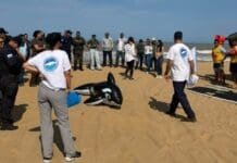 São João da Barra capacita equipes para encalhe de mamíferos marinhos