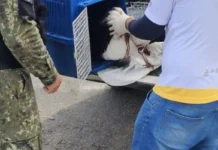 Gaivota ferida é resgatada em clube na Gamboa, em Cabo Frio