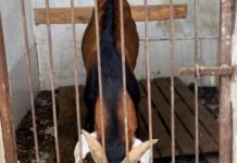Operação resgata 11 animais mantidos irregularmente em Volta Redonda