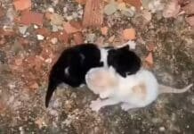 Defesa Civil quebra muro para salvar dois filhotes de gato em Porciúncula