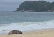 Elefante-marinho aparece na praia de Jaconé, em Maricá
