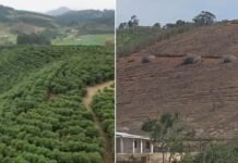 Granizo destrói cafezais e causa prejuízo de R$ 12 milhões em Porciúncula