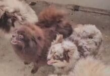 Homem é preso após animais serem encontrados em situação de maus-tratos em Bangu
