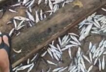 Dezenas de peixes mortos são encontrados no canal de Gargaú, em São Francisco