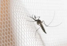 Nova Friburgo identifica três bairros com alto risco de dengue