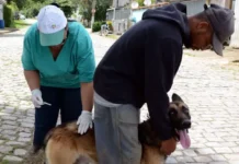 Barra Mansa vacina 400 cães e gatos contra a raiva na zona rural