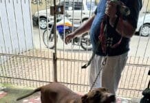 Cadela e gato são resgatados em imóvel com sinais de maus-tratos em Volta Redonda