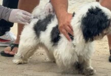 São João da Barra imuniza 4.092 cães e gatos contra a raiva