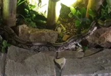 Jiboia é resgatada pela Guarda Municipal em bairro de Cabo Frio
