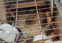 Volta Redonda apreende 173 animais em duas lojas agropecuárias